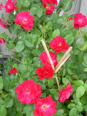 gallery_8514_2907_8610.jpg