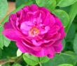 tn_gallery_276_1643_17711.jpg