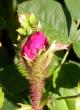 tn_gallery_276_1643_28136.jpg