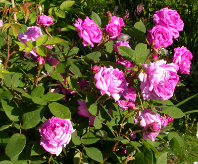 gallery_276_1643_63913.jpg