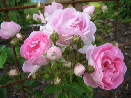 gallery_12351_2942_102554.jpg