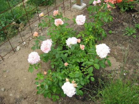 gallery_12351_2942_153850.jpg