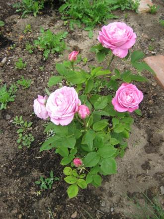 gallery_12351_2942_187487.jpg