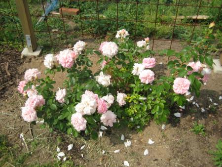 gallery_12351_2942_24457.jpg