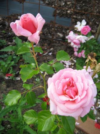 gallery_12351_2942_88907.jpg
