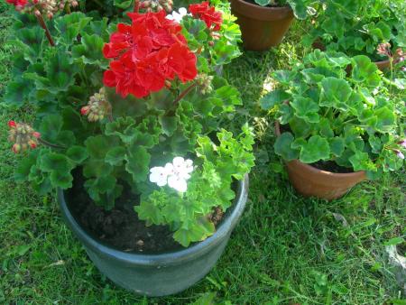 gallery_16329_3680_302736.jpg