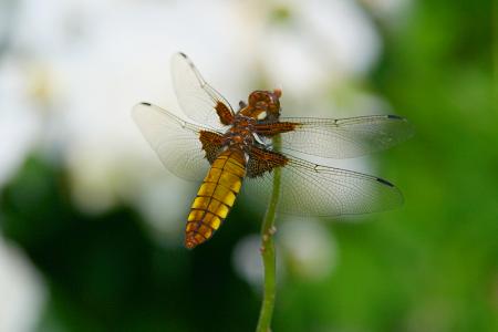 gallery_19227_3682_318424.jpg