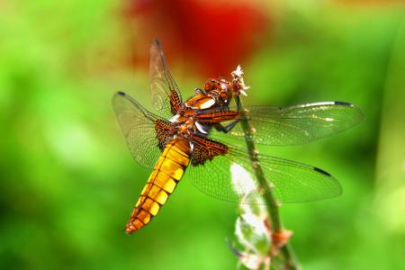 gallery_19227_3682_388781.jpg