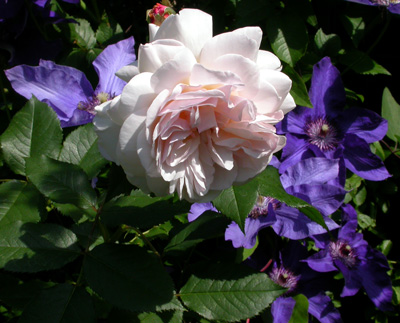 gallery_276_1247_17345.jpg
