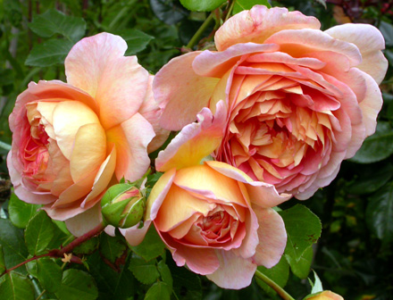 gallery_276_1247_20237.jpg