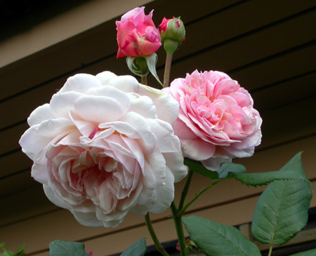 gallery_276_1247_4760.jpg