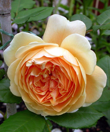 gallery_276_1247_54512.jpg