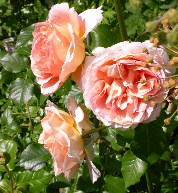 gallery_276_1247_86034.jpg