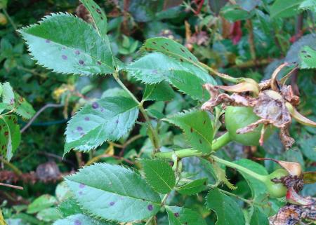 gallery_12789_2988_70702.jpg