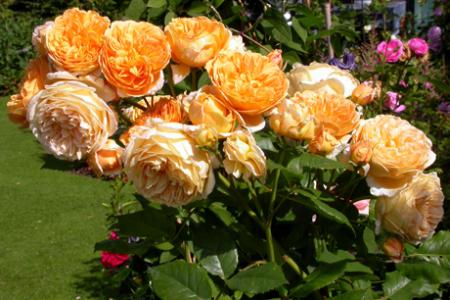 gallery_276_1247_58684.jpg