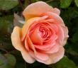 tn_gallery_276_1247_1069.jpg