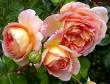 tn_gallery_276_1247_20237.jpg