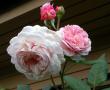 tn_gallery_276_1247_4760.jpg