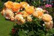 tn_gallery_276_1247_58684.jpg