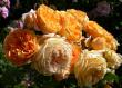 tn_gallery_276_1247_71314.jpg