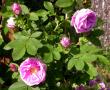 tn_gallery_276_1271_11886.jpg