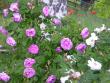 tn_gallery_276_1271_67295.jpg