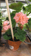 tn_gallery_352_2076_249199.gif