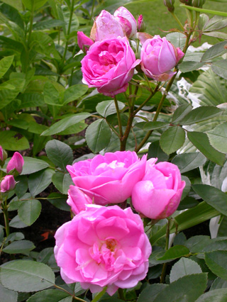 gallery_276_1271_8281.jpg