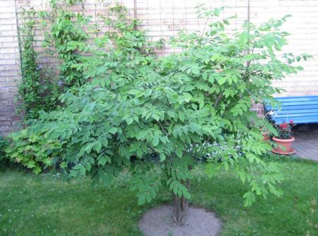 gallery_14_147_36274.jpg