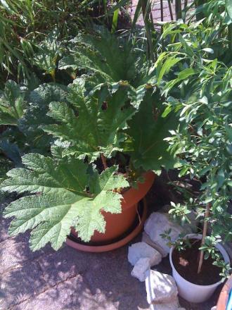 gallery_15259_2201_141610.jpg