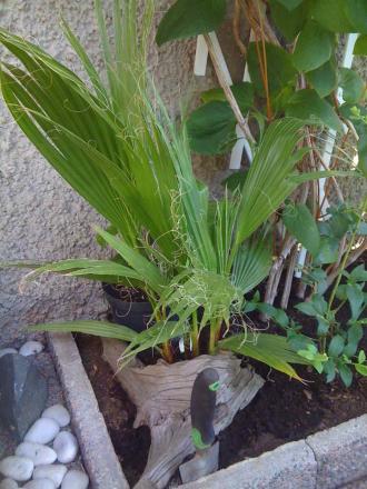gallery_15259_2201_35693.jpg