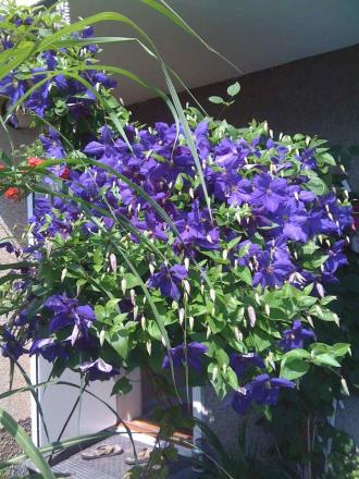 gallery_15259_2201_50771.jpg