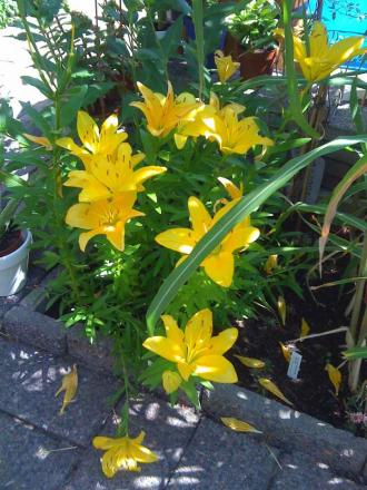 gallery_15259_2201_9215.jpg
