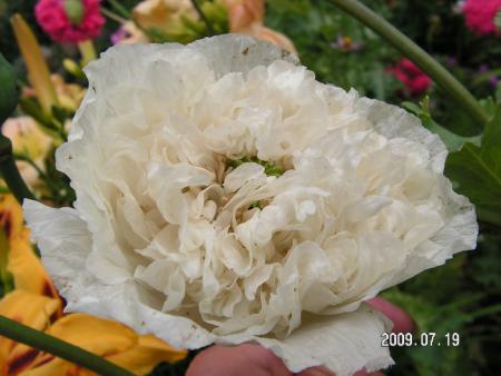 gallery_1786_2895_11503.jpg