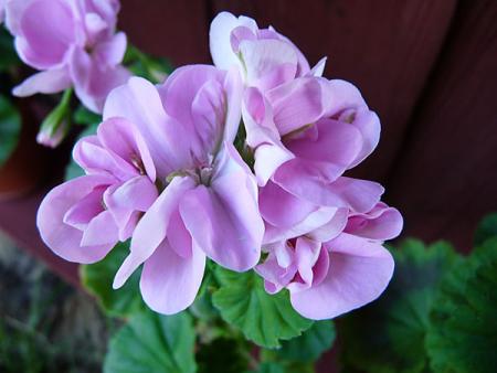 gallery_5783_3319_25261.jpg