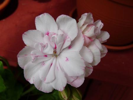 gallery_5783_3320_8452.jpg