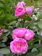 tn_gallery_276_1271_8281.jpg