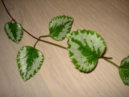 gallery_14810_3698_77630.jpg
