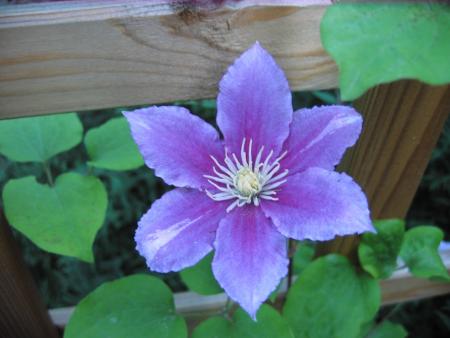 gallery_23163_3697_150075.jpg