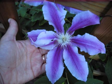 gallery_23163_3697_80659.jpg