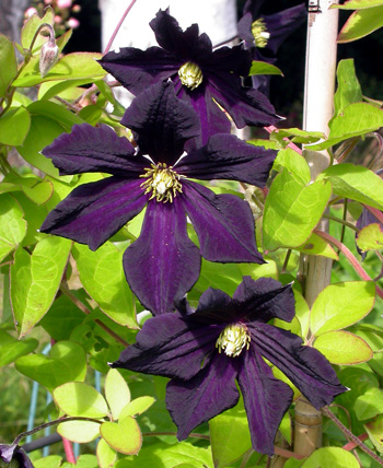 gallery_276_1322_56758.jpg