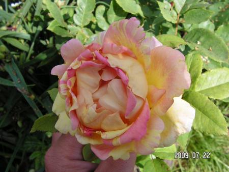 gallery_1786_2574_83969.jpg