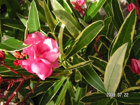 gallery_1786_2895_60557.jpg