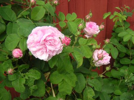 gallery_24134_3701_122156.jpg