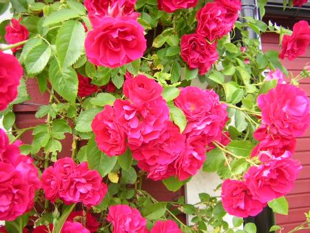 gallery_24134_3701_89572.jpg