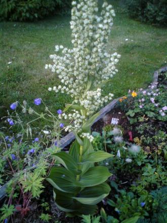 gallery_7060_2190_174399.jpg