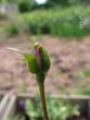 tn_gallery_1786_2574_147726.jpg