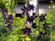 tn_gallery_276_1322_65467.jpg