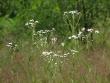 tn_gallery_100_3061_92571.jpg