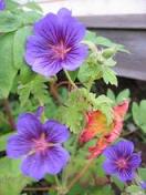 gallery_24955_3702_3399.jpg